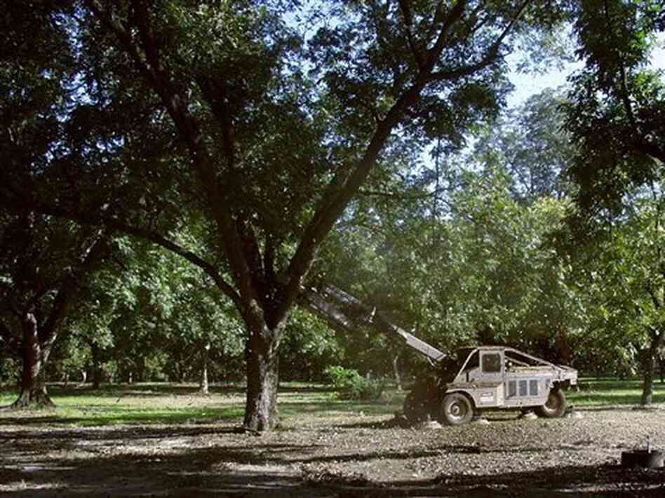 A machine shakes pecans from a tree near Albany, Ga., in 2001. Pecan prices have soared to record highs in 2012, driven by withering drought in the U.S. and surging demand in Asia. A machine shakes pecans from a tree near Albany, Ga., in 2001. Pecan prices have soared to record highs in 2012, driven by withering drought in the U.S. and surging demand in Asia.